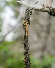 Ermine moth caterpillars gather.