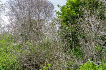 Trees covered by ermine moth silk.