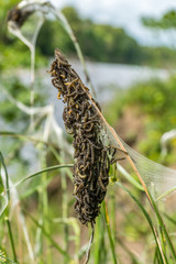 Ermine moth caterpillars gather together.