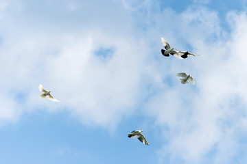 Flying pigeons in blue sky