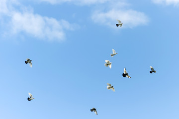 Flying pigeons in blue sky