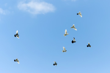 Flying pigeons in blue sky