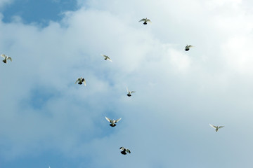 Flying pigeons in blue sky