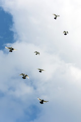 Flying pigeons in blue sky