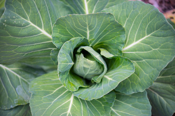 Obraz premium Close up of green cabbage.