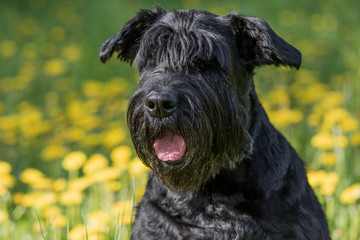 Closeup view of the head of the Giant Black Schnauzer Dog . Blossoming dandelion meadow is in the background.
