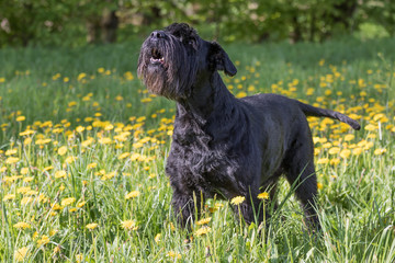 Side view of the howling Giant Black Schnauzer Dog standing at the blossoming dandelion meadow