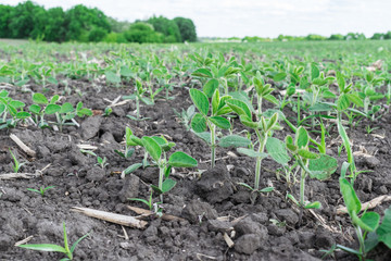 Soybean field in summer