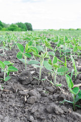 Soybean field in summer