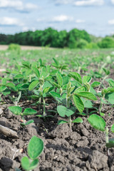 Soybean field in summer