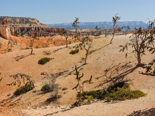 Bryce Canyon National Park Trees