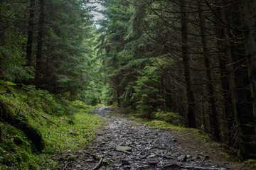 Obraz premium mountain forest