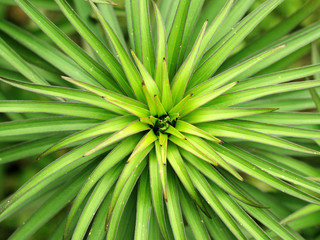 Green lily foliage