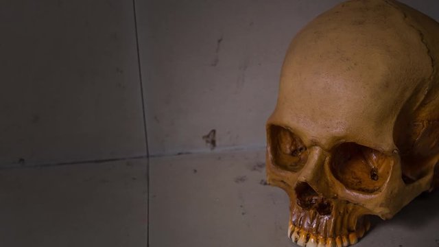 skull image camera movements footage