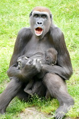 Mutter Gorilla mit Baby