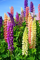 Blooming Lupine flowers - Lupinus polyphyllus - garden or fodder plant 
