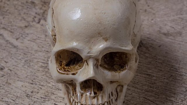 skull image camera movements footage