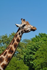 Giraffe camelopardalis - young giraffe in zoo
