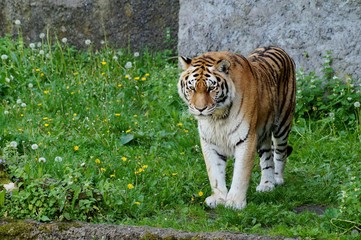 Amur tiger Panthera tigris altaica - It is the largest living cat now. Inhabits mountainous coniferous and mixed woods on the border of Russia, China and Korea