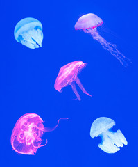 variety of jellyfish on blue background, Beautiful jellyfish, medusa in the neon light ,ocean wildlife, Underwater life in ocean jellyfish.