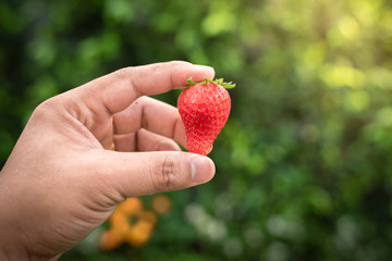 Hand holding strawberries in natural background