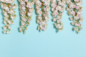 Spring aqua blue background with white blooming chestnut flowers and empty place for your text, close-up top flat view