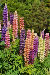 Blooming Lupine flowers - Lupinus polyphyllus - garden or fodder plant 
