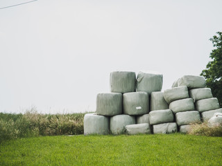 Abgepackte Silageballen auf dem Feld