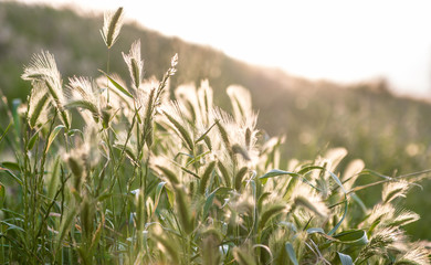 Backlight flowers