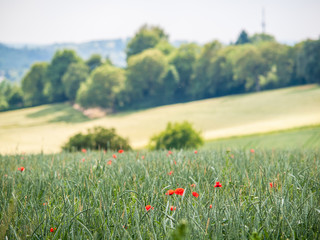 Klatschmohn im Gerstenfeld
