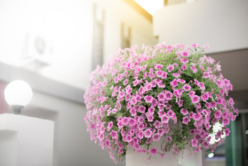 Bouquet of Petunia flowers put on the top of concrete poles,Home decoration with flowers