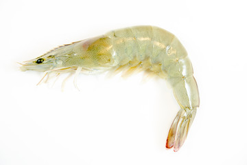 fresh shrimp/prawn on white background
