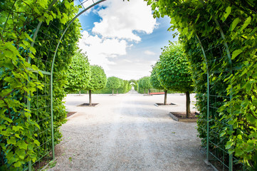 Green foliage tunnel and alley with round shaped basswood trees