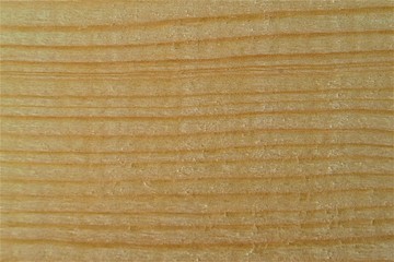 Holz