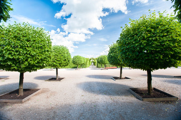 Alley of round shaped basswood green trees in ornamental garden.