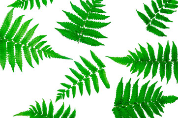 Fern leaves on white background, Green leaves, for isolate the background