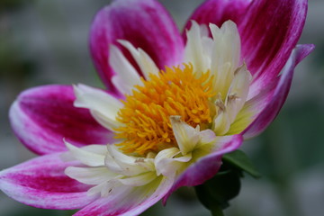 Naklejka premium Dahlie