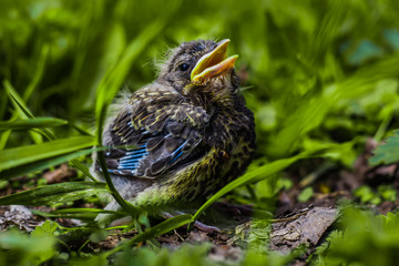 Nestling bird