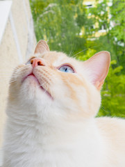 sweet young white cat with blue eyes plays, rests, stretches,