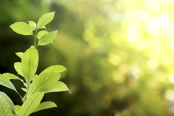The success of business like Green Plant growing fresh in the morning light on beautiful bokeh background.