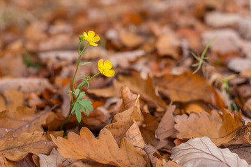 Herbstblüte