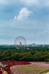 View of Ferris Wheel is a symbol of the Pleasure Garden with Blooming seasons of main flowers, kochia flowers, at Hitachi Seaside Park in October