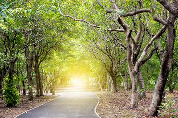 bicycle way in the park have the morning sunlight in front