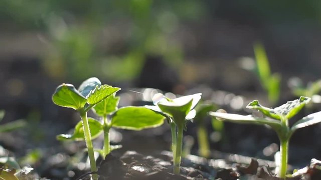 Small green cucumbers in eco-farm