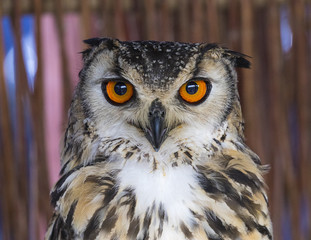 Indian Eagle Owl