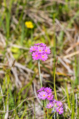 Bird's-eye primrose blooming in summer