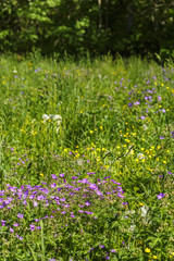Cranesbill flowers on a summer meadow