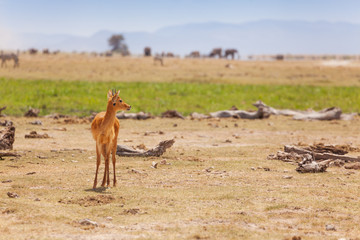 Obraz premium Portrait of male oribi standing in arid savanna