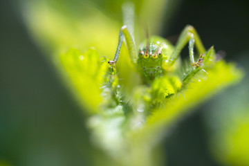 Green grasshopper on a green leaf