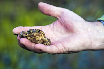 Small frog on a hand